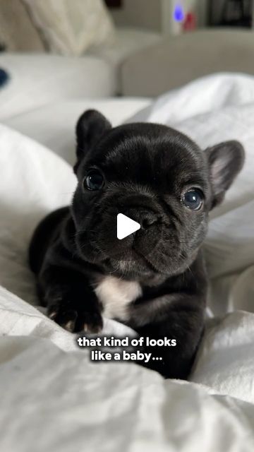 Vivianne Hulsey + Vixbull Frenchies on Instagram: "50% baby. 50% grandma. 100% impetuous teenager" Grey French Bulldog Puppy, Grey French Bulldog, Frenchie Puppy, French Bulldog Puppy, French Bulldogs, Bulldog Puppies, May 22, French Bulldog, Bulldog