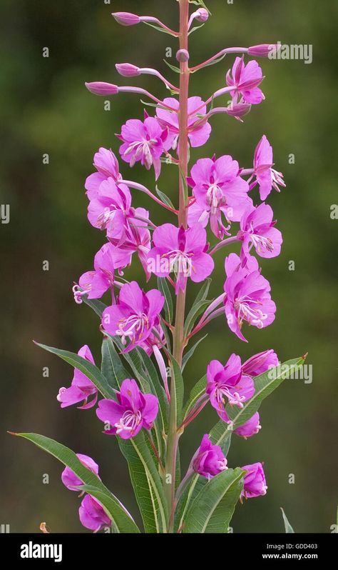 Download this stock image: Detail of a flower spike of Rosebay Willow Herb or Fireweed Chamerion angustifolium - GDD403 from Alamy's library of millions of high resolution stock photos, illustrations and vectors. Willow Herb, Rose Bay, Flower Spike, Image Processing, A Flower, Photo Image, High Resolution, Stock Images, Herbs