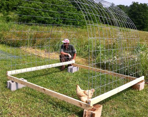 Cattle Panel Greenhouse, Mowing Strip, Greenhouse Building, Bonsai Fruit Tree, Diy Greenhouse Cheap, Evergreen Bush, Cattle Panels, Diy Greenhouse Plans, Blueberry Plant