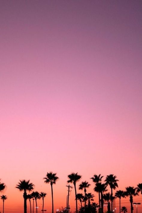 Clear pink skies above palm trees California Dreamin', California Love, Bryce Canyon, California Dreaming, Orange And Pink, New Backgrounds, Jolie Photo, Pink Sky, Joshua Tree