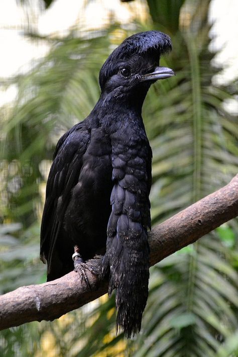 Long-wattled Umbrella Bird (Cephalopterus Penduliger) Umbrella Bird, Long Beard, Kinds Of Birds, Rare Birds, Funny Birds, Exotic Birds, Pretty Birds, Pompadour, Weird Animals