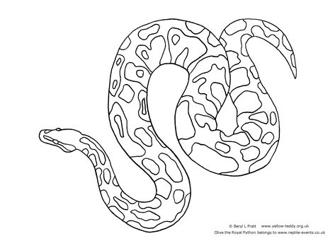 python - Google Search Ball Python Colors, Python Head, Python Drawing, Colouring Christmas, Safari Vbs, Skull Rose Tattoos, Animal Anime, Copic Drawings, Blue Parrot