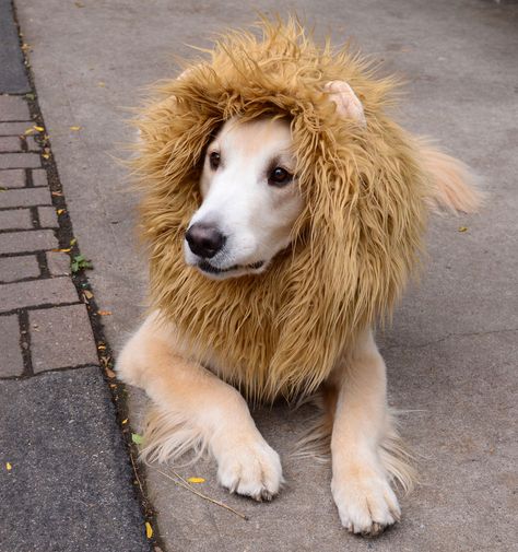 #Dog (Saw someone looking for something like this for a cat) #instructables Dog Lion Costume, Lion Costume Diy, Dog Lion Mane, Dog Costumes Funny, Costumes For Dogs, Lion Costume, Diy Dog Costumes, Tibetan Mastiff, Lion Dog