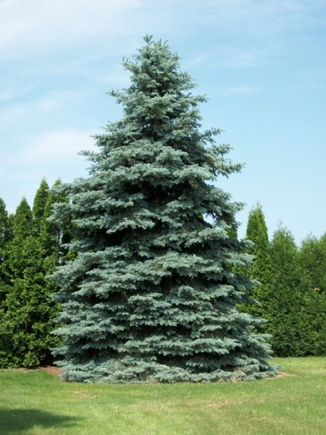 The Colorado Blue Spruce is beautiful to behold with its silvery blue-green colour. It's also sturdy & can withstand strong wind because of its root system. It's one of our variety of spruce #TreesForSale.  #landscaping #gardening Picea Pungens Glauca, Colorado Spruce, Colorado Blue Spruce, Trees For Front Yard, Picea Pungens, Wind Break, Acid Loving Plants, Specimen Trees, Tree Nursery