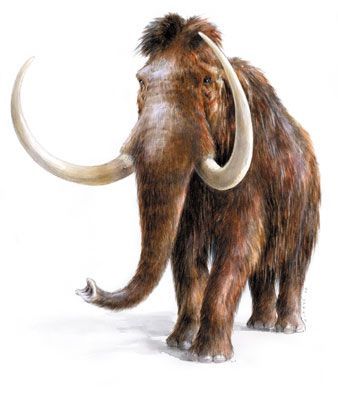 Mammoth Art, Prehistoric Mammals, Prehistoric Wildlife, Woolly Mammoth, Prehistoric World, Wooly Mammoth, Ancient Animals, Paleo Art, Extinct Animals