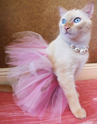 White and orange cat in a pink tutu dress outfit, costume. Flame point Siamese with big blue eyes and pearl necklace. Pet fashion photography princess dress up photoshoot Cat Outfits Pets, Kitten Clothes, Cat Dressed Up, Ragdoll Kittens, Cat Dress, Pet Cats, Pet Halloween Costumes, Cats Photography, Cat Fashion