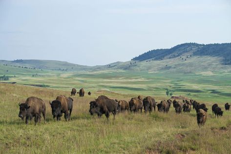 Plains Landscape, Wind Cave National Park, Backcountry Camping, Great Plains, Black Hills, Mobile Apps, Old West, South Dakota, Scuba Diving