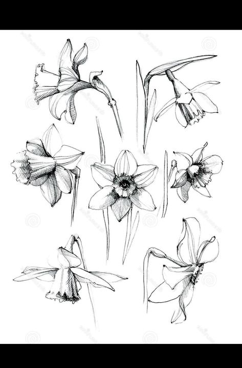 Hur Man Ritar Blommor, Daffodil Flowers, Daffodil Tattoo, Narcissus Flower, Sketch Ink, Daffodil Flower, Drawing Flowers, Flower Sketches, Floral Drawing