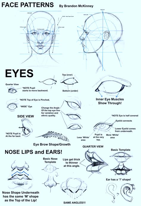 Proportion Art, Portrait Drawing Tips, Drawing Proportions, Facial Proportions, Face Proportions, Human Anatomy Art, Anatomy Sketches, Portraiture Drawing, Drawing Exercises