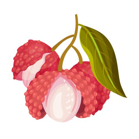 Lychee Tattoo, Lychee Vector, Litchi Fruit, Digital Decorations, Branch Vector, Beautiful Fruits, Music Decor, Wedding Glasses, Fruit Art