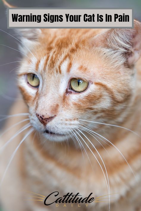 Whether you think your cat is in pain or not, every cat owner should learn to recognize these signs that something isn’t right. #cattitudedaily #cats #cathealth #cat Cat Health Problems, Cat Illnesses, Cat Advice, Kitten Drawing, Cat Health Care, Cat Care Tips, Natural Therapy, Cat Owner, Cat Behavior