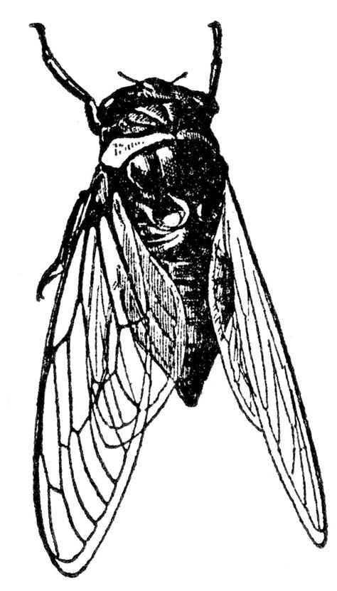 Cicada Tattoo, Bug Tattoo, Insect Art, Design Tattoo, Tattoo Design Drawings, Body Mods, Future Tattoos, Flash Tattoo, Cute Tattoos