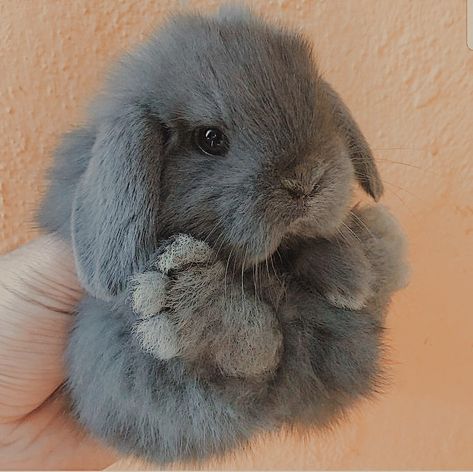 Bunny Room, Cutee Animals, Mini Lop, Cute Bunny Pictures, Grey Bunny, Pet Bunny, Bunny Pictures, Cute Animals Images