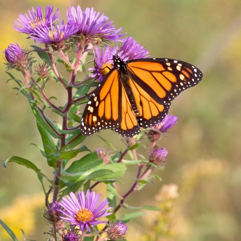 New England Aster, Healthcare Art, Prairie Flower, Fall Nature, Monarch Butterflies, Cute Dogs And Puppies, Monarch Butterfly, Bluebird, Art Blog