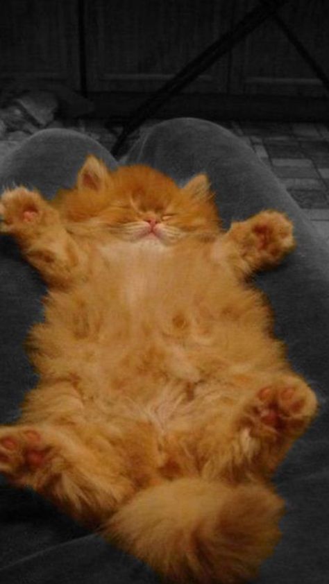 Orange Cats Aesthetic, Baby Orange Cat, Ginger Cats Aesthetic, Ginger Cat Aesthetic, Fluffy Ginger Cat, Orange Cat Aesthetic, Fluffy Orange Cat, Regnul Animal, Ginger Kitten