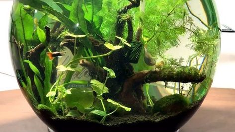 Klein Aquarium, Fish Bowl Ideas, Betta Fish Bowl, Beta Tank, Jar Garden, Water Plants Indoor, Water Terrarium, Aquarium Aesthetic, Plants Grown In Water