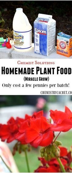 Easy Homemade Plant Food Recipe (Miracle Grow)! This post is part of the chemist solutions series, sharing awesome knowledge for you on chemistrycachet.com Plant Food Diy, Homemade Plant Food, Organic Plant Food, The Chemist, Miracle Grow, Aquaponics System, Fertilizer For Plants, Big Plants, Hydroponic Gardening