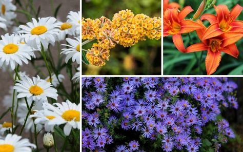 Shaded Walkway, Walkway Garden, Types Of Shrubs, Shasta Daisies, Hosta Plants, Sun Loving Plants, Gardening Zones, Perennial Flowers, Best Perennials