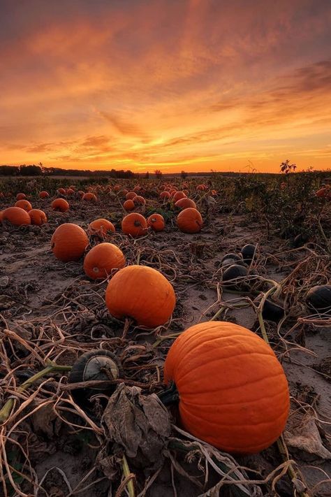 Spooky Cornfield, Farm Crops, Pumpkin Field, Pumpkin Festival, Cold Time, Festival Photography, Indian Corn, Gourd Art, Halloween Event