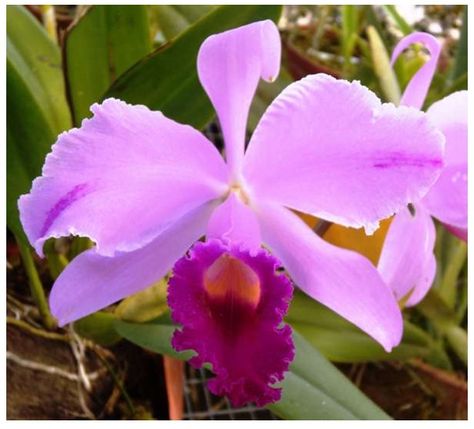 FLORES Y PLANTAS COLOMBIANAS | FLORES TÍPICAS DE COLOMBIA Beautiful Orchids, Pretty Flowers, No Se, Pink Flowers, Orchids, Beautiful Flowers, Pattern Design, Plants, Flowers