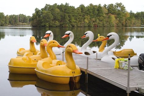 Swan Boats, Boston Activities, Pedal Boats, Duck Boat, Duck Pond, Paddle Boat, Summer Bucket List, Fish Farming, Fun Fair