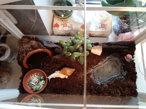 Land Snail Enclosure, Pet Snails Terrarium Diy, African Snail Terrarium Ideas, Snail Terrarium Ideas, Snail Enclosure, Pet Snail Terrarium, Snail Terrarium, African Snail, Snail Farming