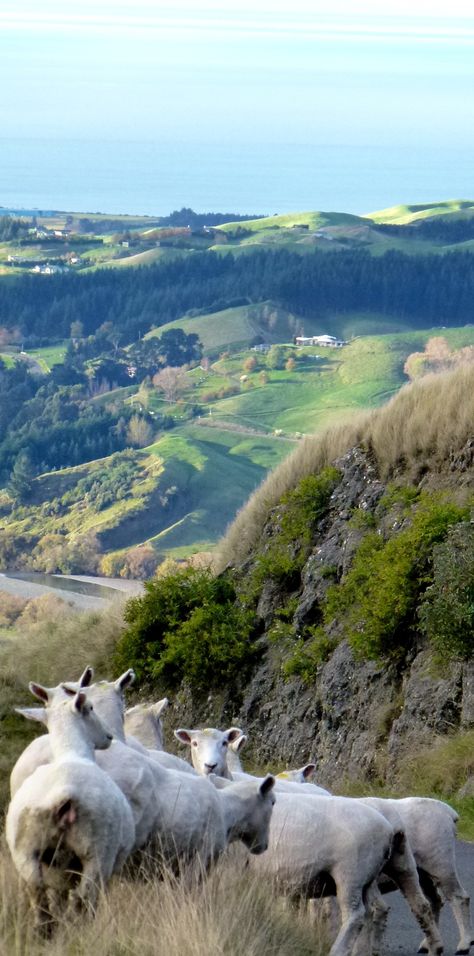 Out and about in Hawke's Bay. With the sheep of course....NEW ZEALAND New Zealand Country, Marlborough Sounds, Hawkes Bay, New Zealand Landscape, Visit New Zealand, New Zealand North, New Farm, New Zealand Travel, The Sheep