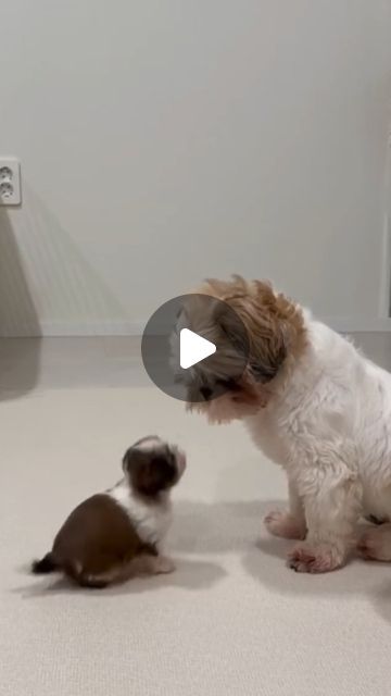 Baby Shih Tzu, Puli Dog, Shih Tzu Poodle, Toy Poodle Puppy, Shitzu Dogs, Chien Shih Tzu, Shih Tzu Grooming, Shitzu Puppies, Maltese Shih Tzu