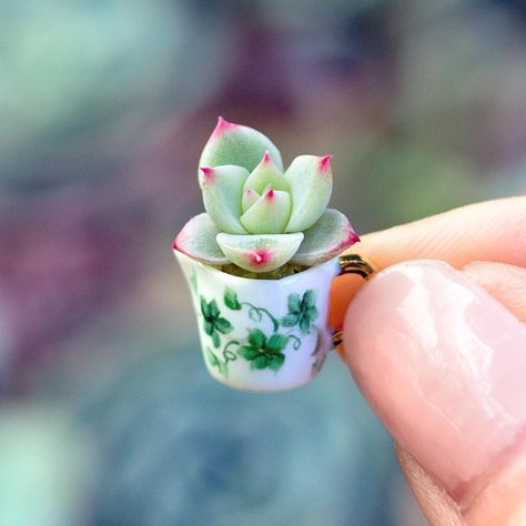 12-13-19 BH&G - Mini Succulents Are the Cutest Houseplants We've Ever Seen Keeping Plants Alive, Pumpkin Planter, Orchid Planters, نباتات منزلية, Mini Cactus, Hanging Plant Holder, Hanging Plants Indoor, Tiny Plants, Mini Succulents