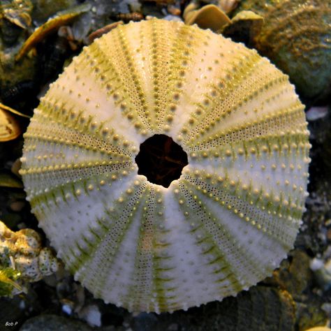 Sea Urchin Skeleton, Abstract Textiles, Sea Urchins Art, Sea Biscuit, Urchin Shell, Yellow Sea, Sea Urchins, Time And Tide, Sea Urchin