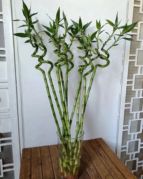 Lucky Bamboo Decor, Modern Diy Art, Bamboo Plant Indoor, Lucky Bamboo Care, Indoor Bamboo Plant, Bamboo Plant Decor, Bamboo Plant Care, Patios Ideas, Water Plants Indoor