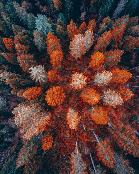 Aerial View, Green Leaves, Trees, Orange, Green, Photography