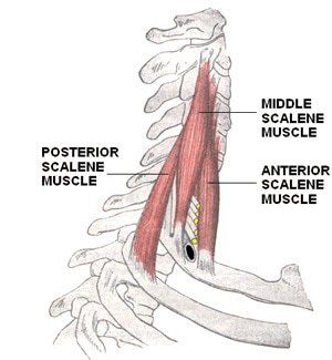 Scalenus Anterior, Medius, and Posterior (The Scalenes): Learn Your Muscles - Custom Pilates and Yoga Physiotherapy Knowledge, Scalene Muscle, Base Anatomy, Muscle Names, Muscles Of The Neck, Sports Massage Therapy, Human Body Anatomy, Medical School Studying, Muscle Anatomy