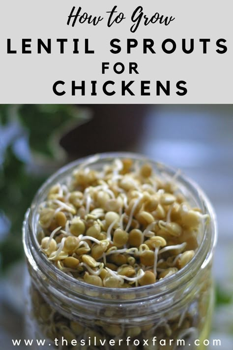 Lentils For Chickens, Sprouts For Chickens, Growing Chicken Feed, Sprouting Lentils, How To Sprout Lentils, Lentil Sprouts, Food For Chickens, Homestead Lifestyle, Chicken Lentil