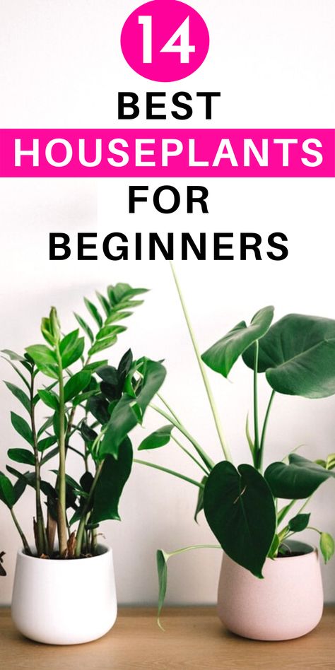 Houseplants For Beginners Big Leaf Indoor Plant, House Plants For Beginners, Houseplants For Beginners, Low Maintenance House Plants, Big Indoor Plants, Best Houseplants, Plants For Beginners, Indoor Tropical Plants, Common House Plants