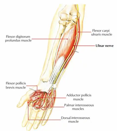 ULNAR NERVE - www.medicoapps.org Forearm Anatomy, Cubital Tunnel Syndrome, Nerve Anatomy, Brachial Plexus, Radial Nerve, Ulnar Nerve, Hand Muscles, Median Nerve, Forearm Muscles