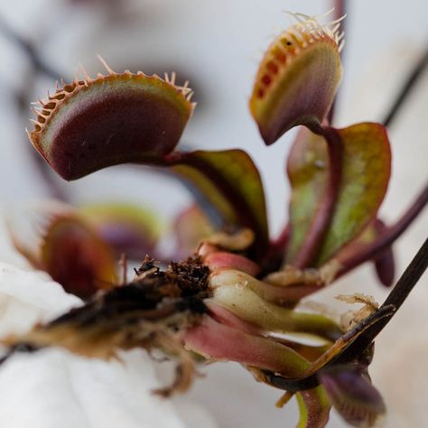 FTS Maroon Monster. Large, gorgeous all-red Venus fly trap! Venus Fly Trap Flower, Cute Venus Fly Trap, Botanical Venus Fly Trap, Carnivorous Plant Bog, Venus Fly Trap Monster, Venus Fly Trap, Pitcher Plant, Carnivorous Plants, Plants