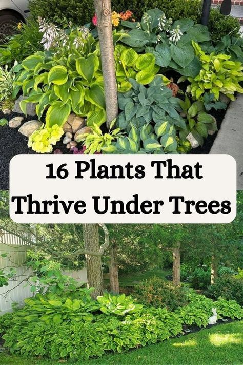 If you have a shady yard with trees, you can still have a stunning garden. Discover 16 plants that thrive under trees and create a vibrant and beautiful landscape. Under Tree Landscaping Ideas Backyards, Base Of Tree Landscaping, Flowers Under Tree, Yard With Trees, Trees For Landscaping, Plants That Love Shade, Harvest Garden, Garden Landscaping Diy, Food Forest Garden