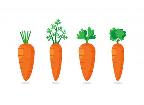 Set of four carrots with green leaves. s... | Premium Vector #Freepik #vector #food #healthy #vegetable #nutrition Carrot Illustration, Carrot Drawing, Carrot Art, Supermarket Logo, Flat Design Icon, Different Fruits And Vegetables, Vegetable Cartoon, Disney Canvas Art, Disney Canvas