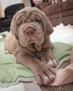 Mastino  Mastino Like our Facebook:https://ift.tt/2FAdgt6 #Dog #DogLoversHub Neapolitan Mastiffs Puppy, Napoleon Mastiff, French Mastiff Puppies, Neo Mastiff, Mastiff Puppies For Sale, Mastiff Dog Breeds, English Mastiff Puppies, Friendly Dog Breeds, Family Friendly Dogs