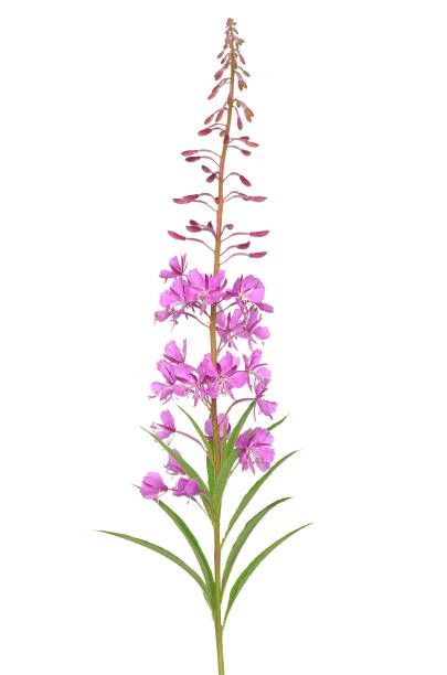 Fireweed Drawing Tattoo Ideas, Alaskan Fireweed Tattoo, Fireweed Embroidery, Fireweed Watercolor, Fireweed Drawing, Fireweed Painting, Fireweed Tattoo, Alaskan Flowers, Fireweed Flower