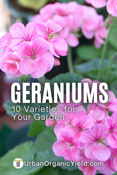 Discover the different types of geraniums and how to care for them! From scented-leaf geraniums to their traditional flowering cousins, find out all you need to know about these beautiful plants in our blog post. Don’t miss out on this great opportunity to learn more and expand your knowledge of gardening today. Pruning Geraniums, Martha Washington Geranium, Growing Geraniums, Geranium Care, Geraniums Garden, Ivy Geraniums, Cranesbill Geranium, Potted Geraniums, Geranium Plant