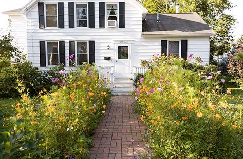 Backyard Meadow, Hydrangea Picture, Mini Meadow, Grow Wildflowers, Backyard Seating Area, American Meadows, Asclepias Tuberosa, Soil Improvement, Drought Tolerant Plants