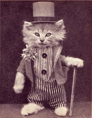 Old Timey Cat. Cat Dressed Up, Steampunk Cat, A Clown, Old Cats, Retro Cats, Cat Photography, Cat Costumes, Vintage Cat, Cat Clothes