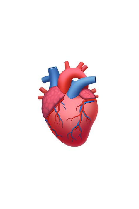 The 🫀 Anatomical Heart emoji depicts a realistic, detailed drawing of a human heart. It is shown from a front-facing perspective, with the four chambers clearly visible. The heart is shaded in a deep red color, with veins and arteries branching out from it. The emoji has a three-dimensional appearance, with shadows and highlights adding depth to the image. Overall, the 🫀 Anatomical Heart emoji is a highly accurate representation of the human heart. Heart Emoji Stickers, Iphone Png, Phone Emoji, Emoji Heart, Apple Emojis, Emoji Copy, Emoji Stickers Iphone, Ios Emoji, Hand Emoji