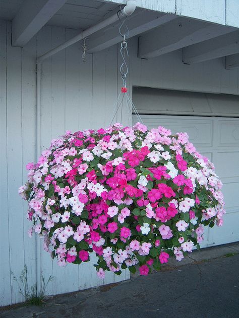 Hanging Basket | Flickr - Photo Sharing! Flower Containers, Diy Flores, Hanging Flower Baskets, Plants For Hanging Baskets, Home Garden Plants, Proven Winners, Hanging Flower, Garden Containers, Flower Arrangements Diy