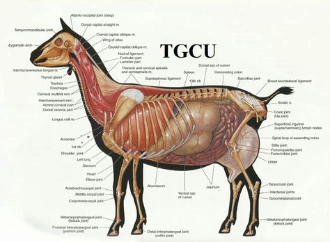 Goat Anatomy Goat Anatomy, Pygmy Goats, Large Animal Vet, Goat House, Goat Care, Goat Barn, Boer Goats, Raising Goats, Pygmy Goat