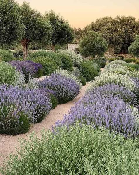 Mediterranean Landscape Design, Greek Garden, Mediterranean Garden Design, Minnesota Landscaping, Mediterranean Gardens, Provence Garden, Tuscan Garden, Mediterranean Landscaping, Fall Garden Vegetables