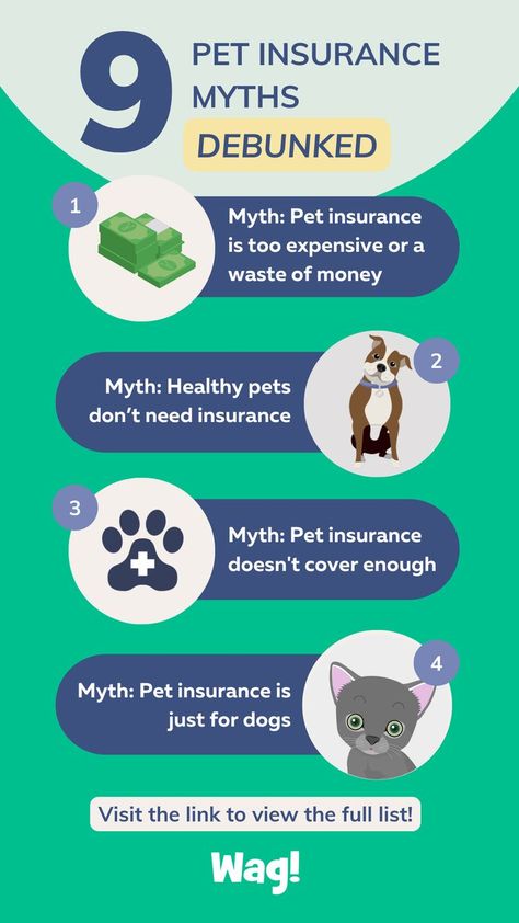 The image reads, "9 Pet Insurance Myths Debunked: 
1. Myth: Pet Insurance is too expensive or a waste of money 
2. Myth: Healthy pets don't need insurance
3. Myth: Pet Insurance doesn't cover enough
4. Myth: Pet insurance is just for dogs Fire Insurance, Reactive Dog, Dog Insurance, Insurance Benefits, Types Of Cats, Infographic Design Inspiration, Pet Insurance, Medical Insurance, Insurance Coverage