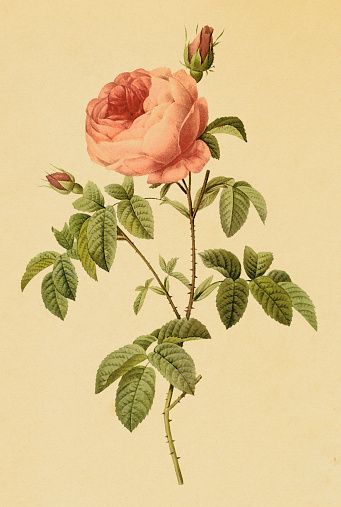 Cabbage rose | Antique Flower Illustrations Cabbage Rose Tattoo, Loft Inspiration, Mary Margaret, Cabbage Rose, Botanical Illustrations, Cabbage Roses, New York Public Library, Vintage Botanical, Rose Tattoos